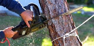 How Our Tree Care Process Works  in Beaver, UT